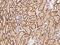 DExH-Box Helicase 29 antibody, 208957-T10, Sino Biological, Immunohistochemistry paraffin image 