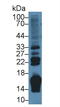 Retinol Binding Protein 2 antibody, LS-C296237, Lifespan Biosciences, Western Blot image 