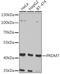 PR/SET Domain 7 antibody, GTX32808, GeneTex, Western Blot image 