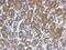 RUN Domain Containing 1 antibody, NBP2-20243, Novus Biologicals, Immunohistochemistry frozen image 