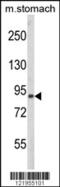 Par-3 Family Cell Polarity Regulator antibody, 63-585, ProSci, Western Blot image 