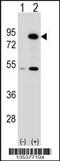 THO Complex 1 antibody, 58-361, ProSci, Western Blot image 