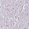 Karyopherin Subunit Alpha 3 antibody, HPA046852, Atlas Antibodies, Immunohistochemistry frozen image 