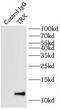 TRX1 antibody, FNab09033, FineTest, Immunoprecipitation image 