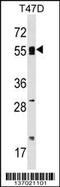 DNA Polymerase Alpha 2, Accessory Subunit antibody, 59-099, ProSci, Western Blot image 