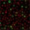 POU Class 2 Homeobox Associating Factor 1 antibody, NBP2-75753, Novus Biologicals, Immunocytochemistry image 