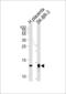 Thioredoxin 2 antibody, 57-027, ProSci, Western Blot image 