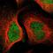 Pleckstrin Homology Domain Containing A1 antibody, PA5-51675, Invitrogen Antibodies, Immunofluorescence image 
