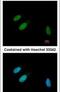 Tribbles Pseudokinase 3 antibody, PA5-29887, Invitrogen Antibodies, Immunofluorescence image 