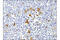 Nucleolar Protein 3 antibody, 38916S, Cell Signaling Technology, Immunohistochemistry paraffin image 