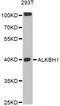 AlkB Homolog 1, Histone H2A Dioxygenase antibody, LS-C749093, Lifespan Biosciences, Western Blot image 