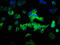 Calcium-binding protein 39-like antibody, LS-C379603, Lifespan Biosciences, Immunofluorescence image 