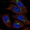 Ribitol Xylosyltransferase 1 antibody, NBP2-56655, Novus Biologicals, Immunofluorescence image 