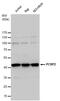 Poly(RC) Binding Protein 2 antibody, NBP2-19715, Novus Biologicals, Western Blot image 