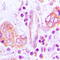 OTU Deubiquitinase, Ubiquitin Aldehyde Binding 2 antibody, GTX56189, GeneTex, Immunohistochemistry paraffin image 