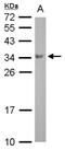 Boule Homolog, RNA Binding Protein antibody, NBP2-15603, Novus Biologicals, Western Blot image 