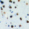 Distal-Less Homeobox 3 antibody, LS-C355997, Lifespan Biosciences, Immunohistochemistry frozen image 