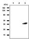 Ras association domain-containing protein 1 antibody, SM6017, Origene, Western Blot image 