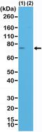 Spastin antibody, MA5-27980, Invitrogen Antibodies, Western Blot image 