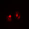Nuclear Factor Kappa B Subunit 1 antibody, LS-C358828, Lifespan Biosciences, Immunofluorescence image 