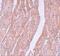 Myosin Heavy Chain 3 antibody, NBP2-81967, Novus Biologicals, Immunohistochemistry paraffin image 