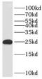 Pleckstrin Homology Like Domain Family A Member 2 antibody, FNab06397, FineTest, Western Blot image 