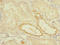 Transmembrane Protein 139 antibody, LS-C396636, Lifespan Biosciences, Immunohistochemistry paraffin image 