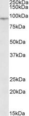 NudE Neurodevelopment Protein 1 Like 1 antibody, 46-929, ProSci, Western Blot image 