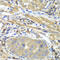 Protein Interacting With PRKCA 1 antibody, 15-078, ProSci, Immunohistochemistry frozen image 