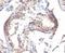 Transforming Growth Factor Alpha antibody, orb248561, Biorbyt, Immunohistochemistry paraffin image 
