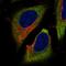 Reticulophagy Regulator 1 antibody, HPA012077, Atlas Antibodies, Immunofluorescence image 