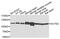 Actinin Alpha 2 antibody, MBS129024, MyBioSource, Western Blot image 
