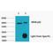 p65 antibody, LS-C387427, Lifespan Biosciences, Immunoprecipitation image 