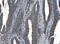 Caspase 7 antibody, A01044-2, Boster Biological Technology, Immunohistochemistry paraffin image 