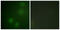 Integrin Subunit Beta 1 antibody, LS-C199124, Lifespan Biosciences, Immunofluorescence image 