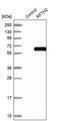 Raftlin Family Member 2 antibody, PA5-57202, Invitrogen Antibodies, Western Blot image 