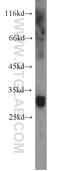 ADP/ATP translocase 1 antibody, 15997-1-AP, Proteintech Group, Western Blot image 