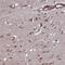 CTD Phosphatase Subunit 1 antibody, NBP1-84704, Novus Biologicals, Immunohistochemistry frozen image 