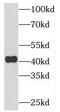 Phosphatidylinositol Glycan Anchor Biosynthesis Class K antibody, FNab06441, FineTest, Western Blot image 