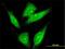 LIM Domain 7 antibody, H00004008-M01, Novus Biologicals, Immunofluorescence image 