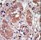 Eukaryotic Translation Initiation Factor 2 Alpha Kinase 2 antibody, LS-C101296, Lifespan Biosciences, Immunohistochemistry paraffin image 