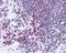 Exportin 1 antibody, PA1-41634, Invitrogen Antibodies, Immunohistochemistry paraffin image 
