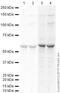 HIF1-alpha antibody, ab1, Abcam, Western Blot image 