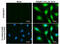 Heme Oxygenase 1 antibody, GTX633677, GeneTex, Immunofluorescence image 