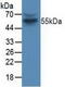 Cyclin B1 antibody, abx130795, Abbexa, Western Blot image 