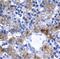 Interferon Regulatory Factor 9 antibody, PA1-24390, Invitrogen Antibodies, Immunohistochemistry frozen image 