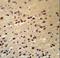 Alsin Rho Guanine Nucleotide Exchange Factor ALS2 antibody, LS-C99217, Lifespan Biosciences, Immunohistochemistry frozen image 