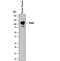 Folate Hydrolase 1 antibody, AF4234, R&D Systems, Western Blot image 