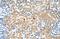 Tetraspanin 5 antibody, PA5-42906, Invitrogen Antibodies, Immunohistochemistry frozen image 
