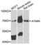 ATM Interactor antibody, LS-C346399, Lifespan Biosciences, Western Blot image 